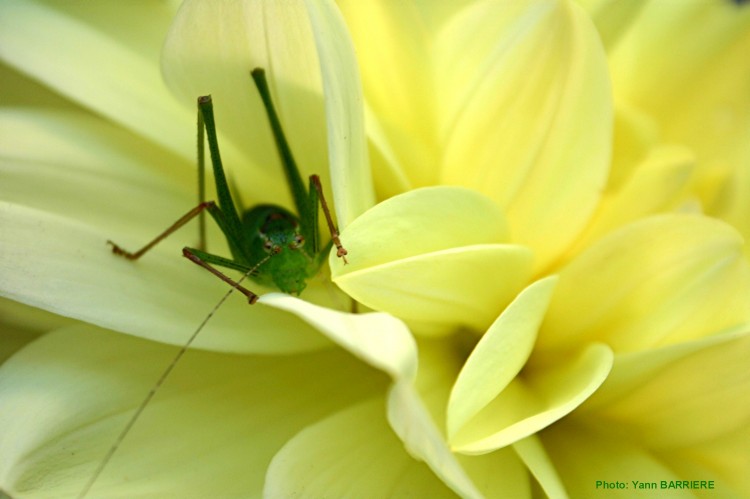 Fonds d'cran Animaux Insectes - Sauterelles et Criquets Wallpaper N110114