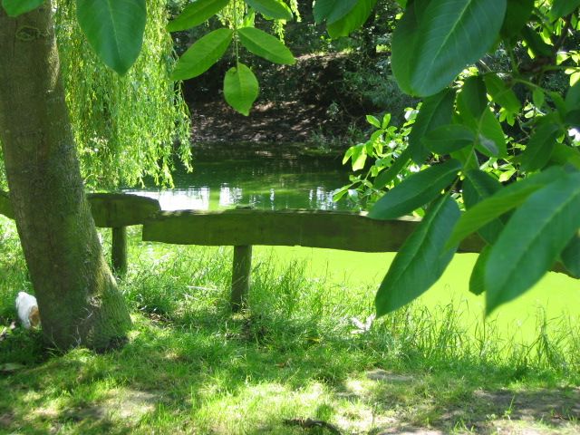 Fonds d'cran Nature Lacs - Etangs plan d'eau vert