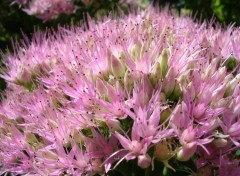 Fonds d'cran Nature sedum