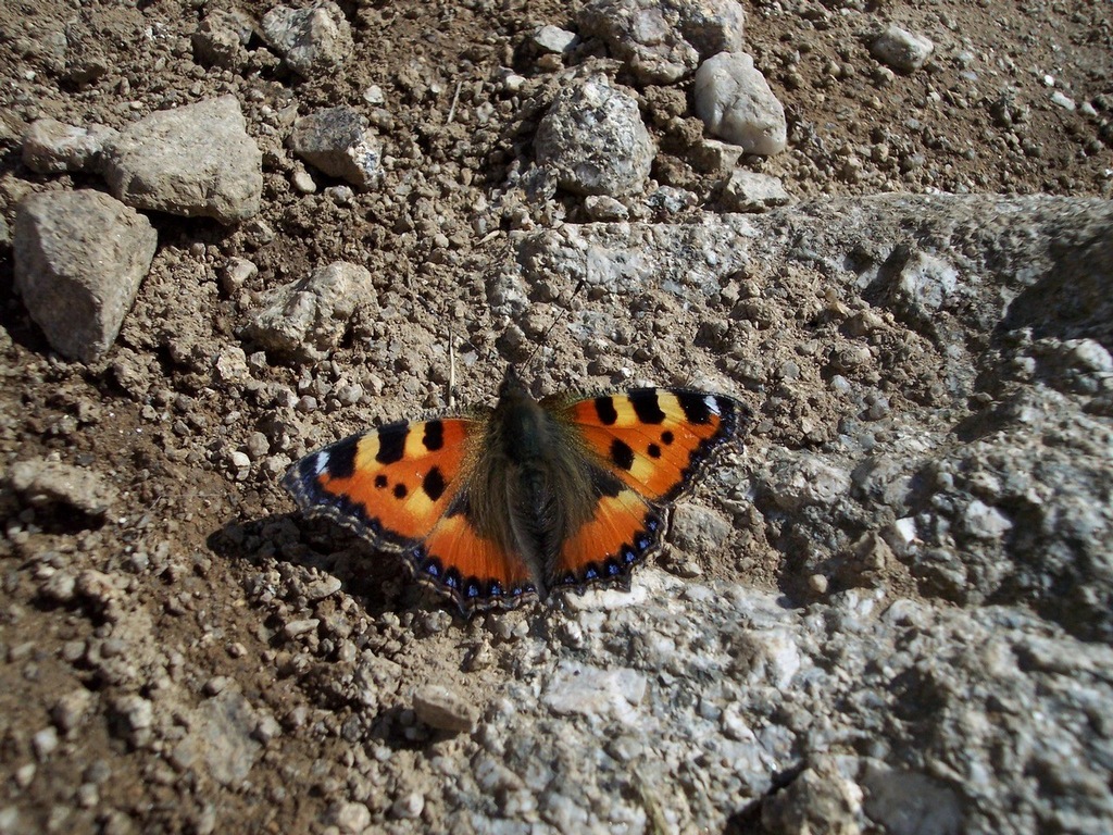 Fonds d'cran Animaux Insectes - Papillons La Petite Tortue