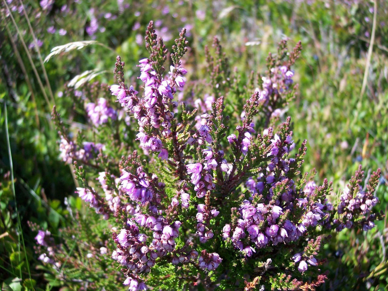 Fonds d'cran Nature Fleurs Macro d'une Bruyre