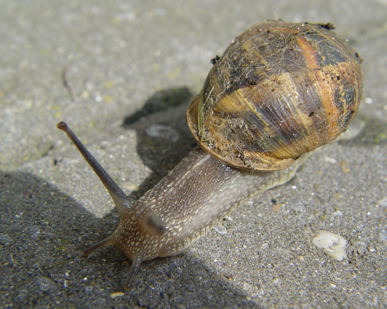 Fonds d'cran Animaux Escargots - Limaces 