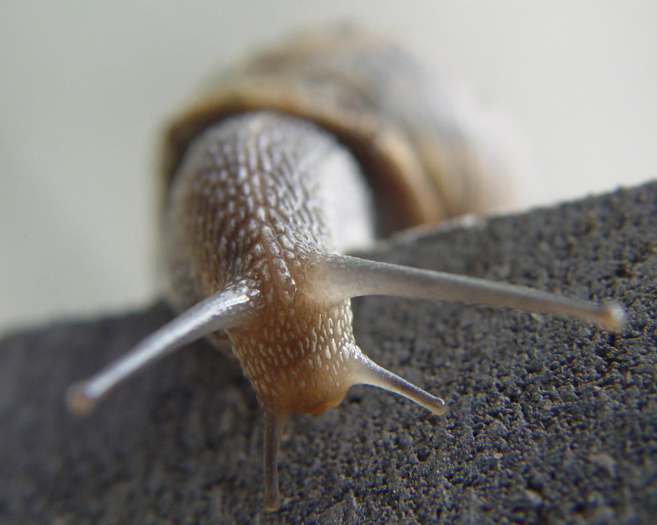 Fonds d'cran Animaux Escargots - Limaces 