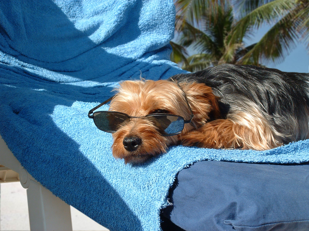 Wallpapers Animals Dogs Vacances de chien !