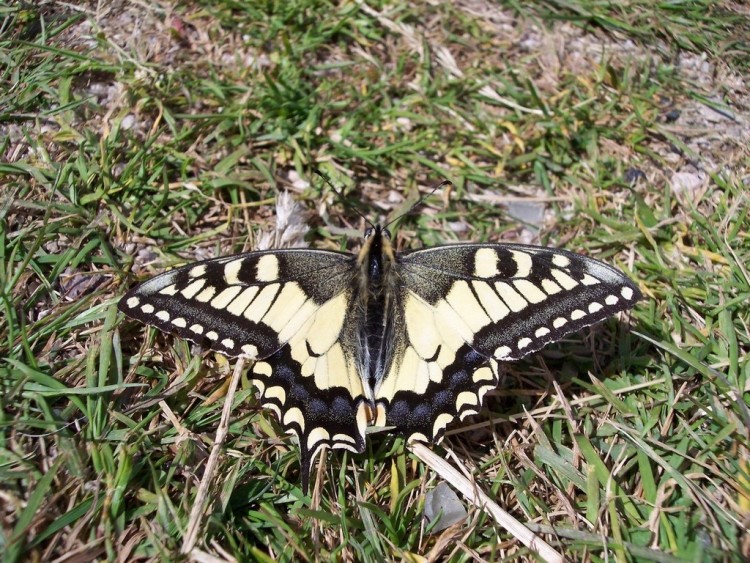 Wallpapers Animals Insects - Butterflies Le Machaon