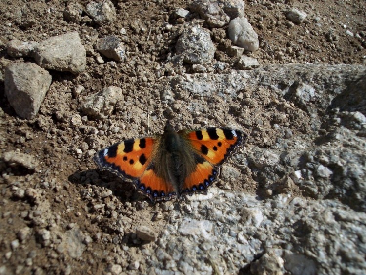 Fonds d'cran Animaux Insectes - Papillons La Petite Tortue