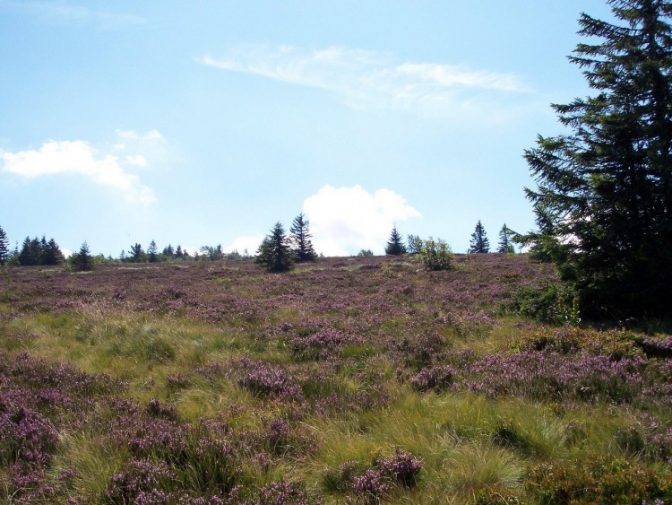 Fonds d'cran Nature Paysages Le Gazon du Faing