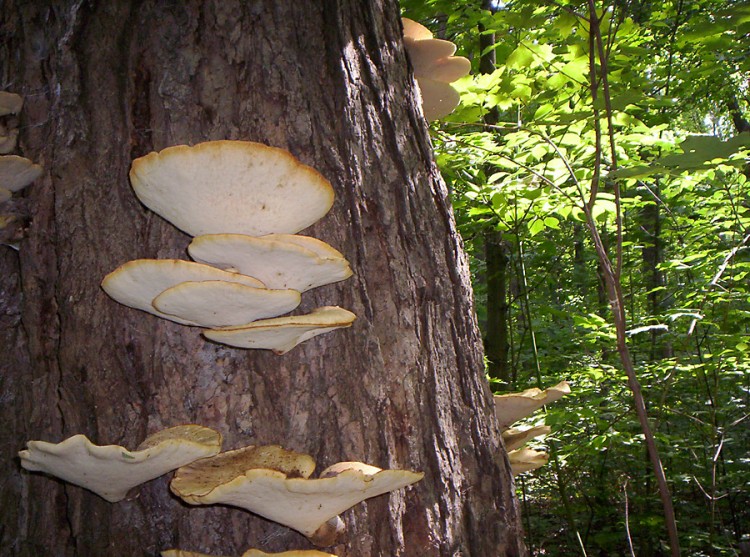 Wallpapers Nature Mushrooms champignons