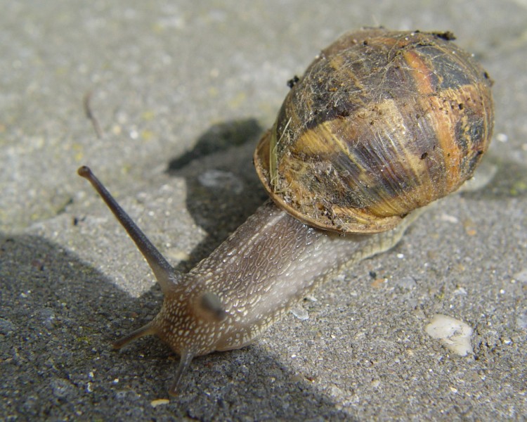 Fonds d'cran Animaux Escargots - Limaces Wallpaper N110225