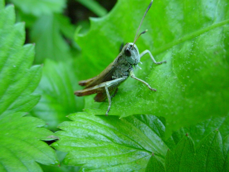 Fonds d'cran Animaux Insectes - Sauterelles et Criquets Wallpaper N110264