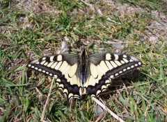 Fonds d'cran Animaux Le Machaon