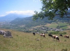 Fonds d'cran Voyages : Europe Pturage en Oisans