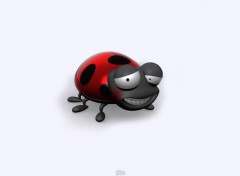 Wallpapers Digital Art coccinelle