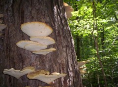 Fonds d'cran Nature champignons