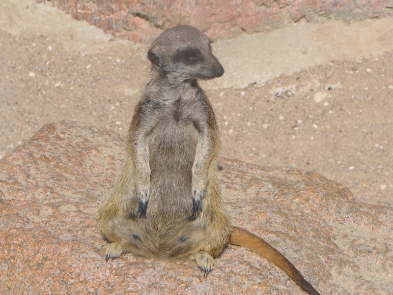 Fonds d'cran Animaux Suricates suricat