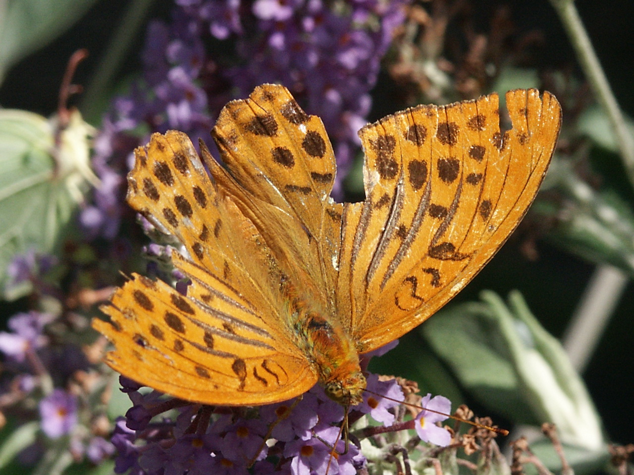 Fonds d'cran Animaux Insectes - Papillons Papillon quelque peu déchiqueté.