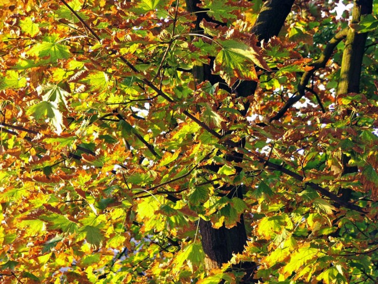 Fonds d'cran Nature Saisons - Automne Feuilles d'automne ?