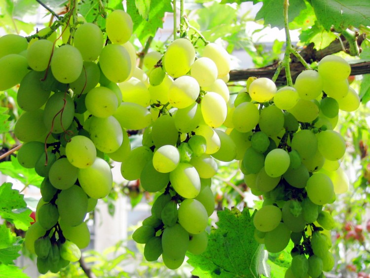 Fonds d'cran Nature Fruits Grapes