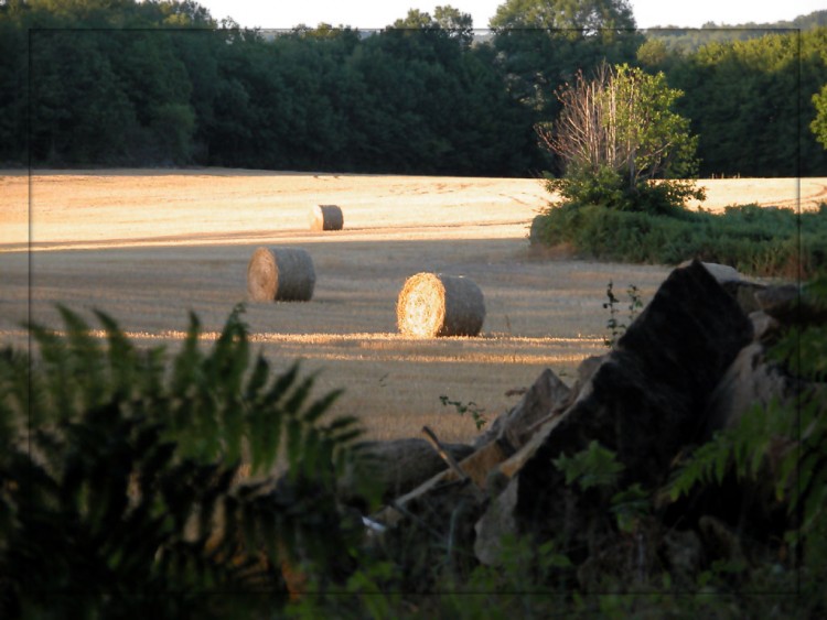 Wallpapers Nature Fields Champ soleil couchant