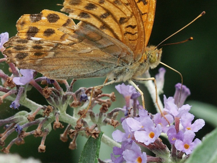 Fonds d'cran Animaux Insectes - Papillons Papillon us a table!