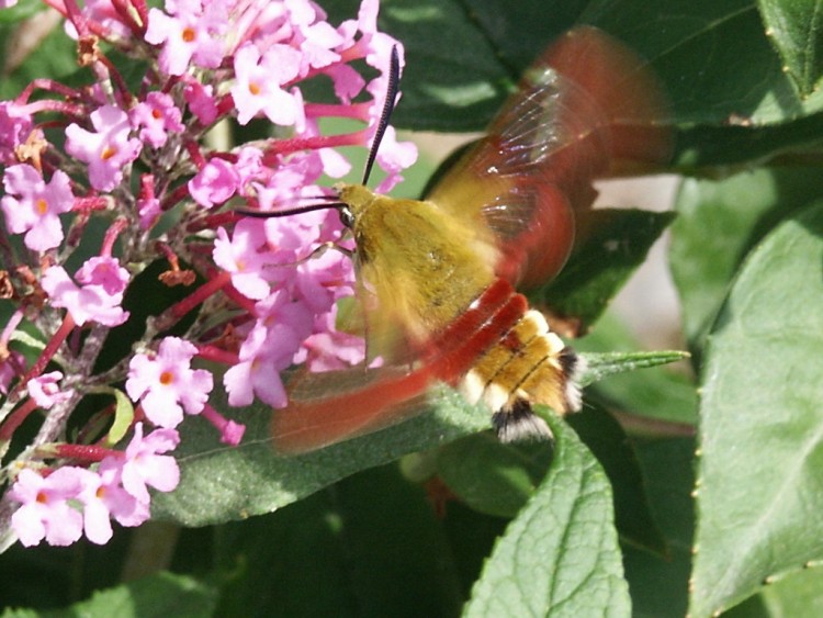 Wallpapers Animals Insects - Butterflies Sphinx enfin je crois!