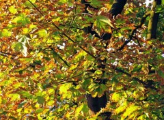 Fonds d'cran Nature Feuilles d'automne ?