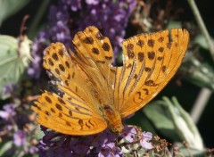 Fonds d'cran Animaux Papillon quelque peu dchiquet.