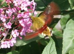 Fonds d'cran Animaux Sphinx enfin je crois!