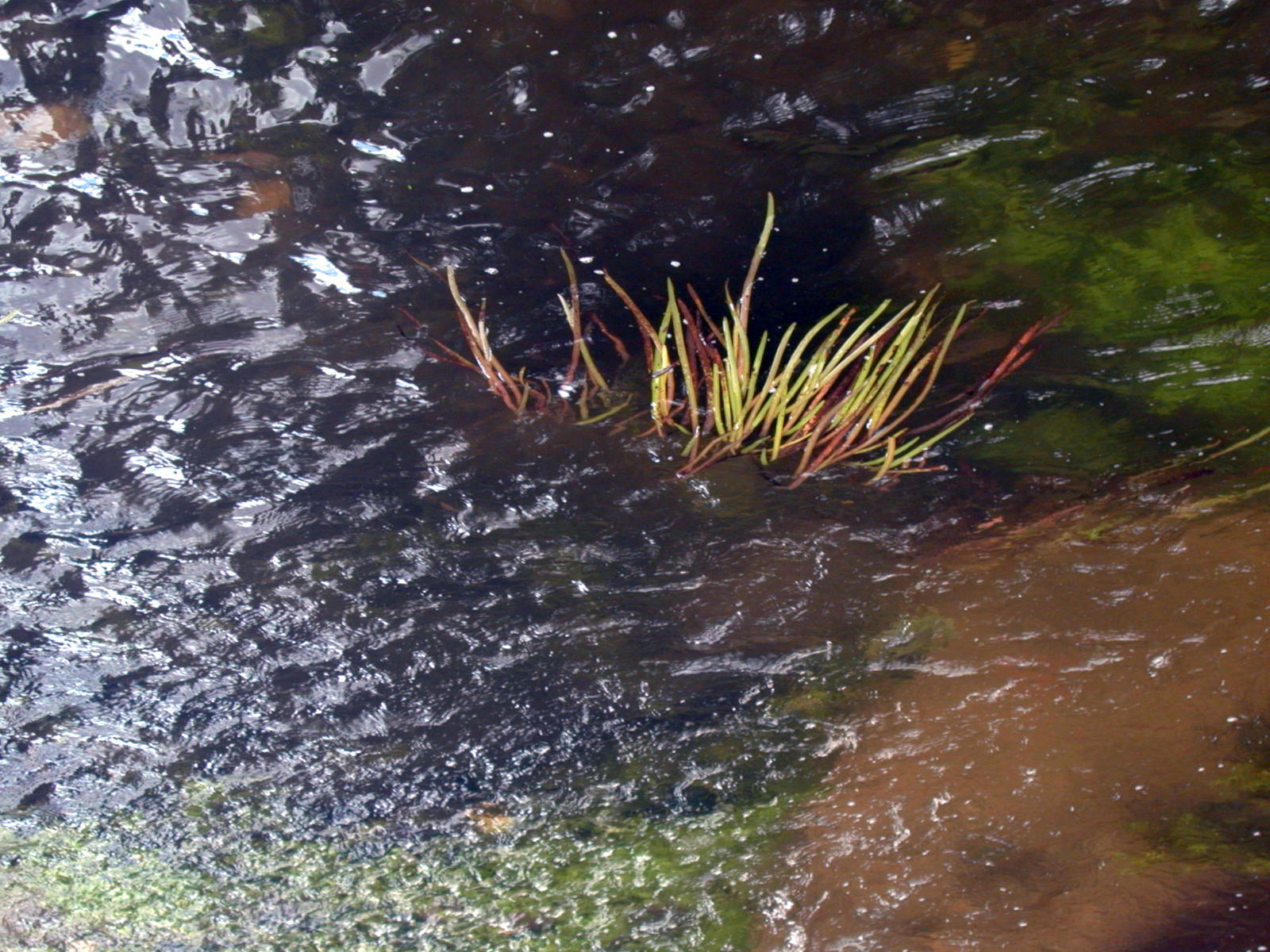 Wallpapers Nature Water - Reflection Reflets