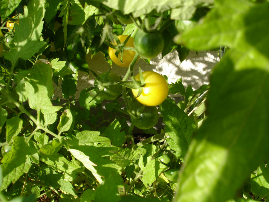 Wallpapers Nature Fruits Tomates du jardin