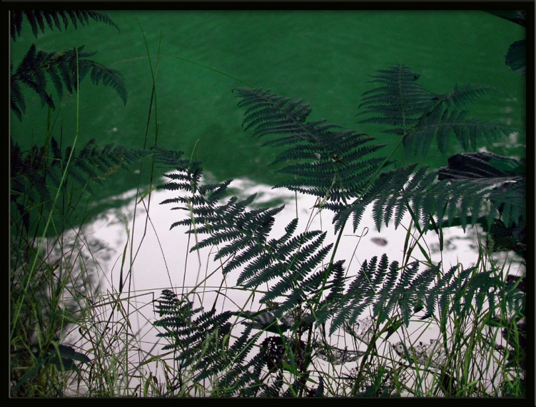 Fonds d'cran Nature Feuilles - Feuillages fougres