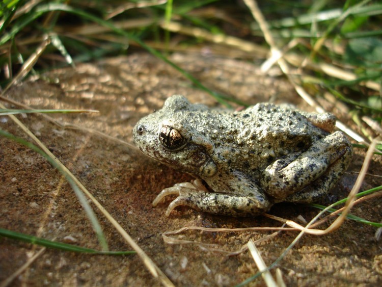 Wallpapers Animals Frogs - Toads Crapeau