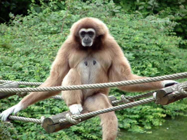 Fonds d'cran Animaux Singes Un singe qui  la vie cool