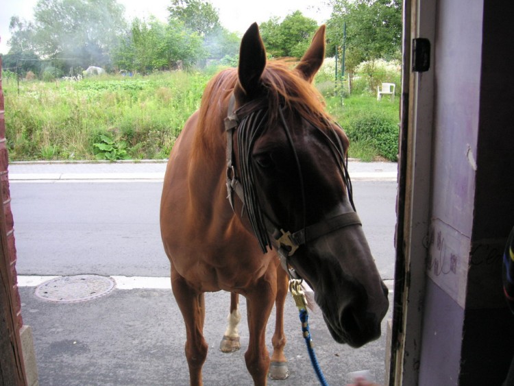 Wallpapers Animals Horses toc toc