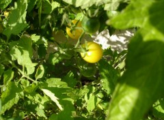 Wallpapers Nature Tomates du jardin