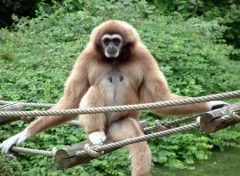 Fonds d'cran Animaux Un singe qui  la vie cool