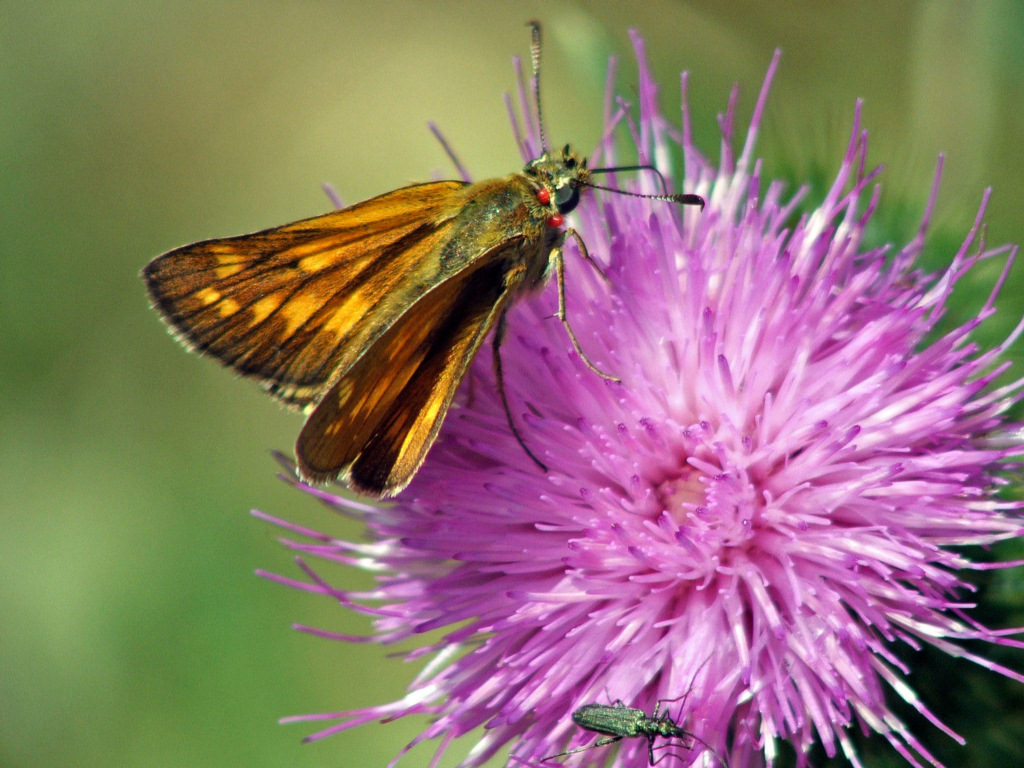 Wallpapers Animals Insects - Butterflies En balade au soleil...