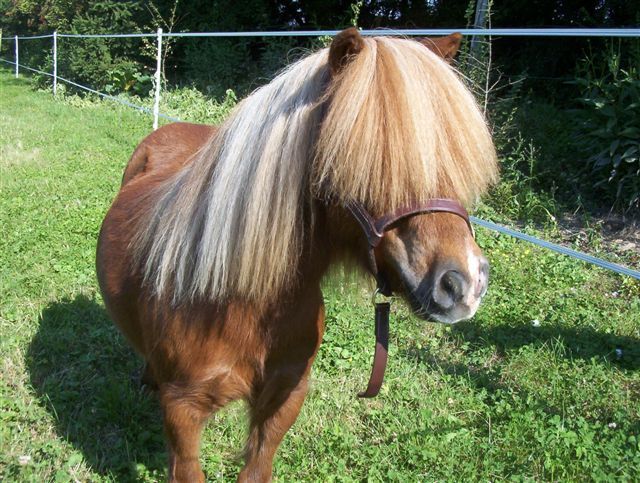 Fonds d'cran Animaux Chevaux Quel chic!