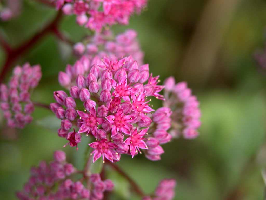 Fonds d'cran Nature Fleurs fleur des bois