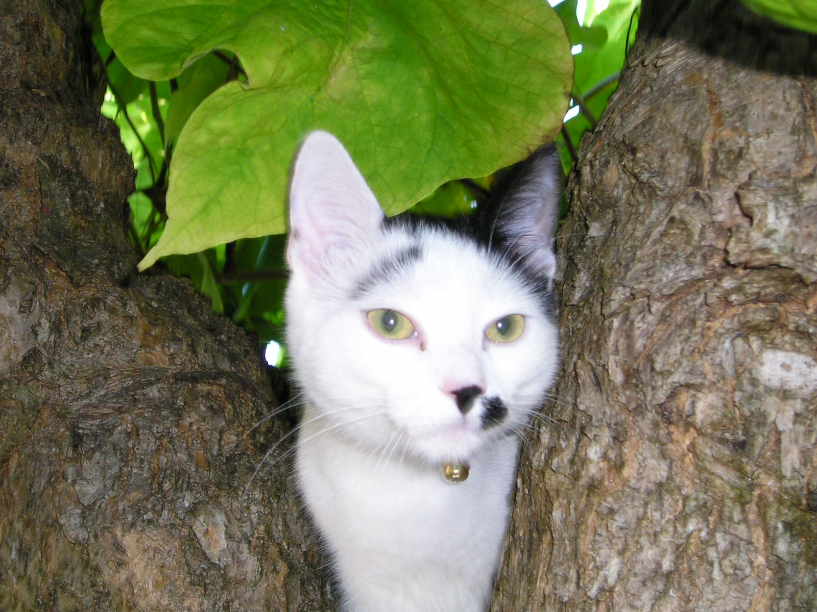 Fonds d'cran Animaux Chats - Chatons alya