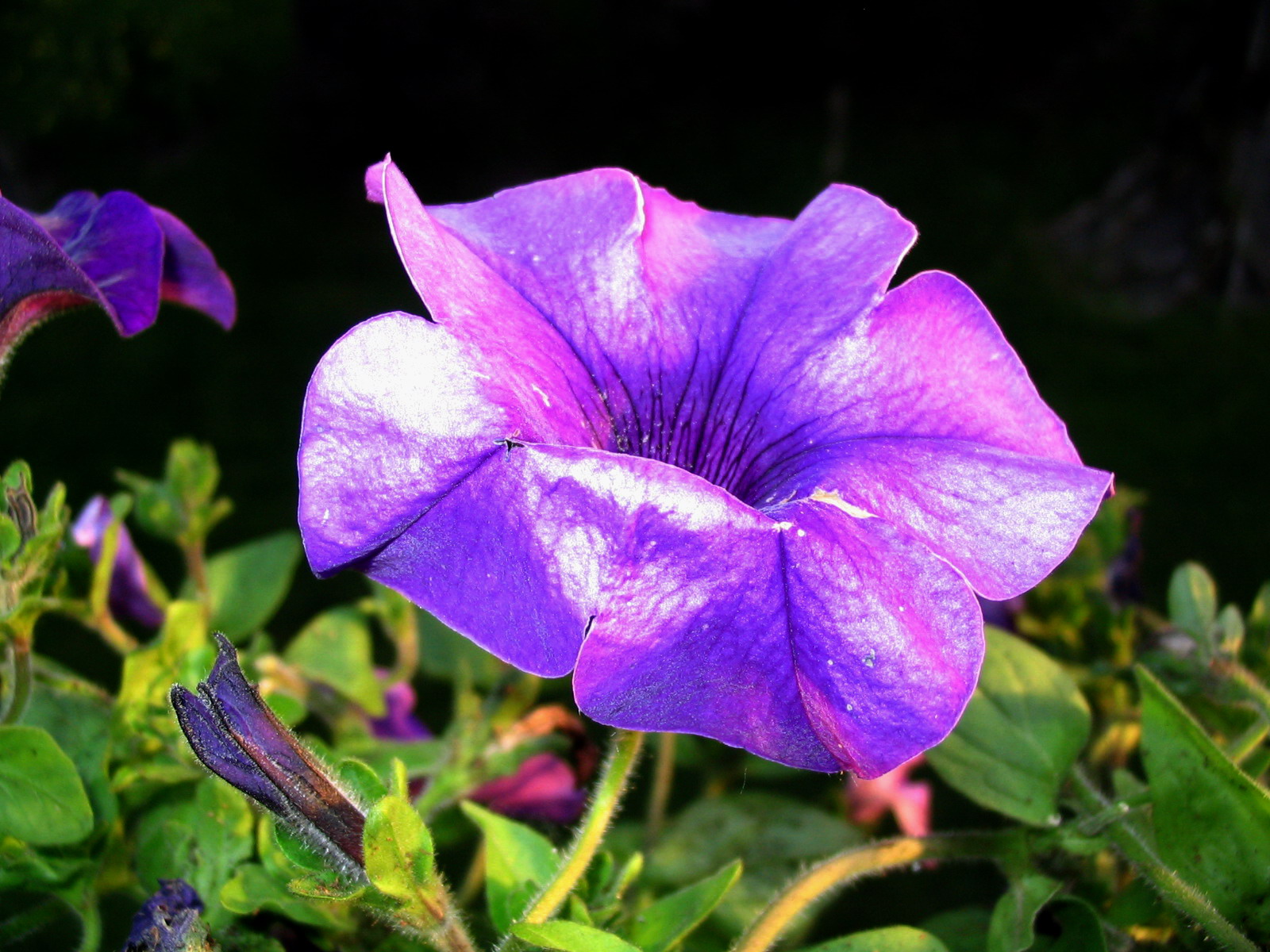 Fonds d'cran Nature Fleurs Fleur