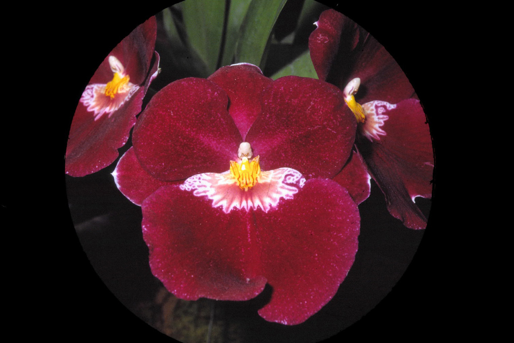 Fonds d'cran Nature Fleurs Orchides