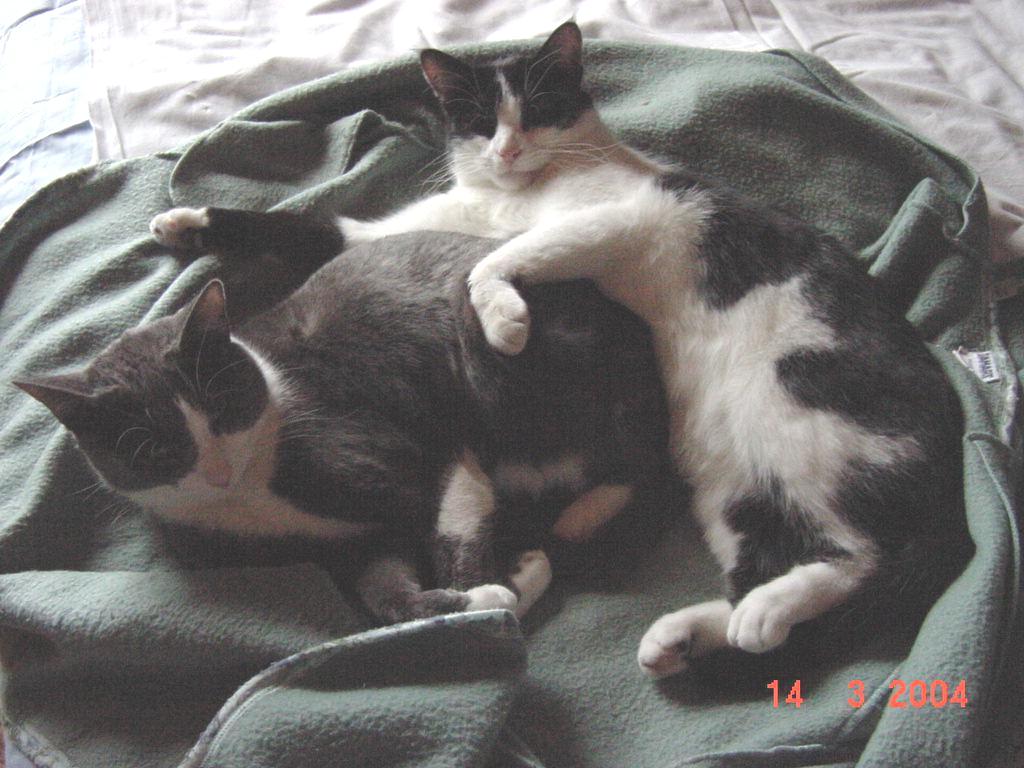 Fonds d'cran Animaux Chats - Chatons Doudou et Papatte (2)