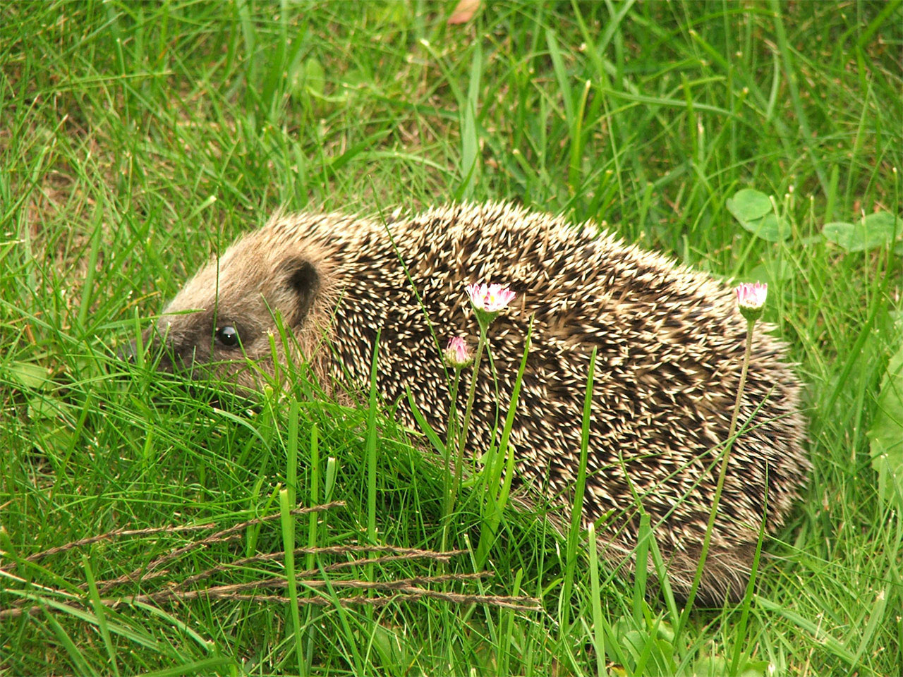 Fonds d'cran Animaux Hrissons hrisson