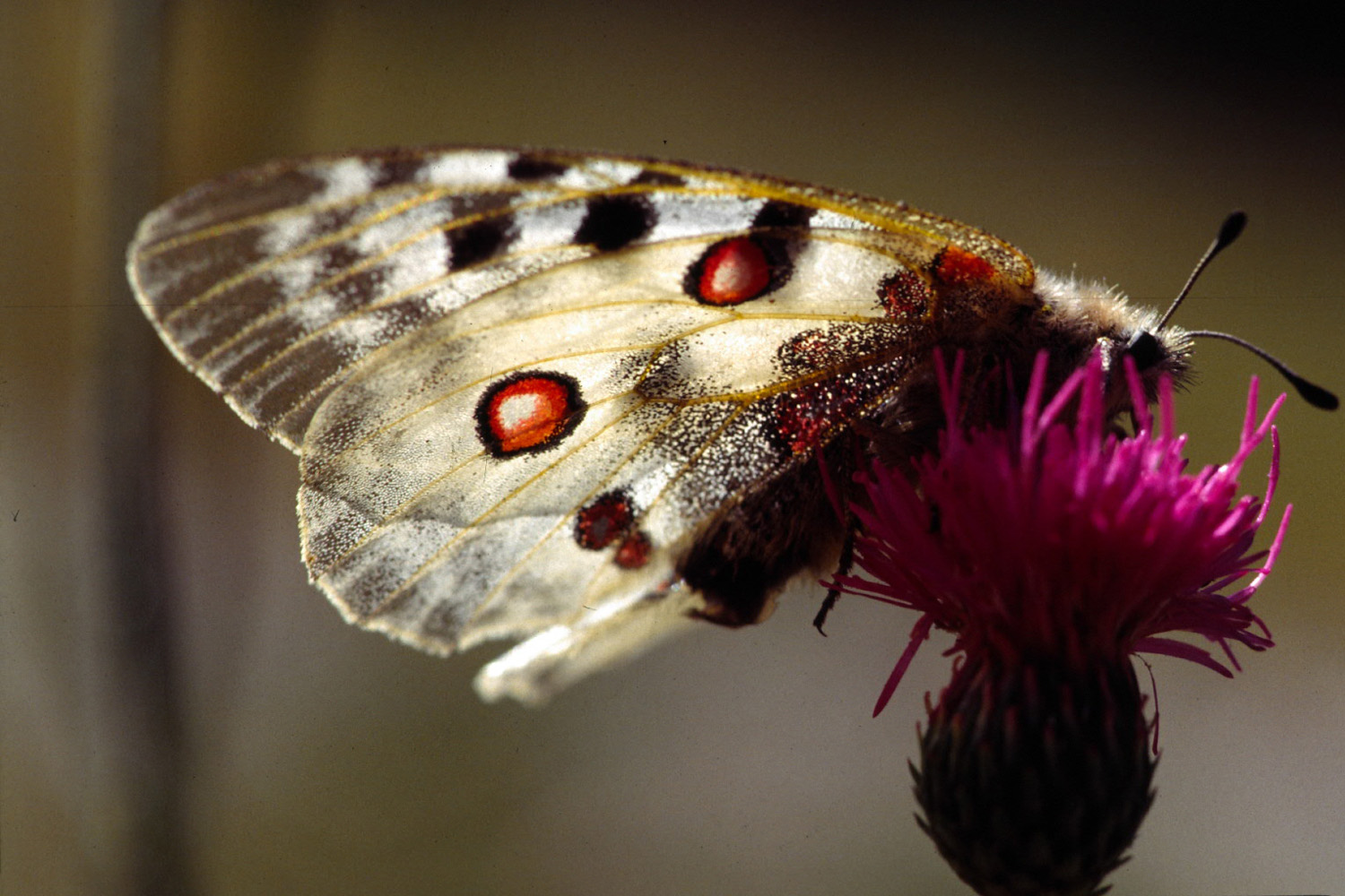 Fonds d'cran Animaux Insectes - Papillons Flore alpine