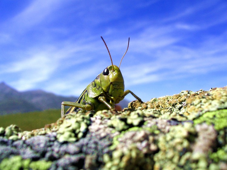 Wallpapers Animals Insects - Grasshoppers and Locusts sauterelle de savoie