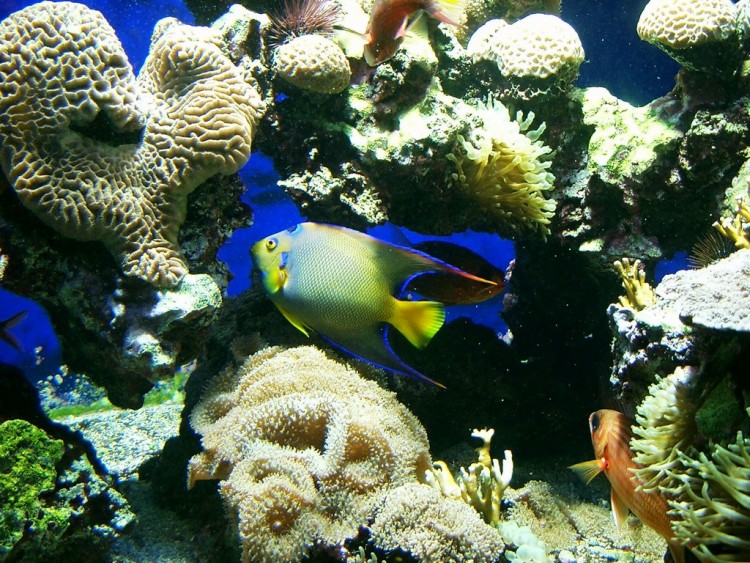 Wallpapers Animals Sealife - Fishes Le bel aquarium !