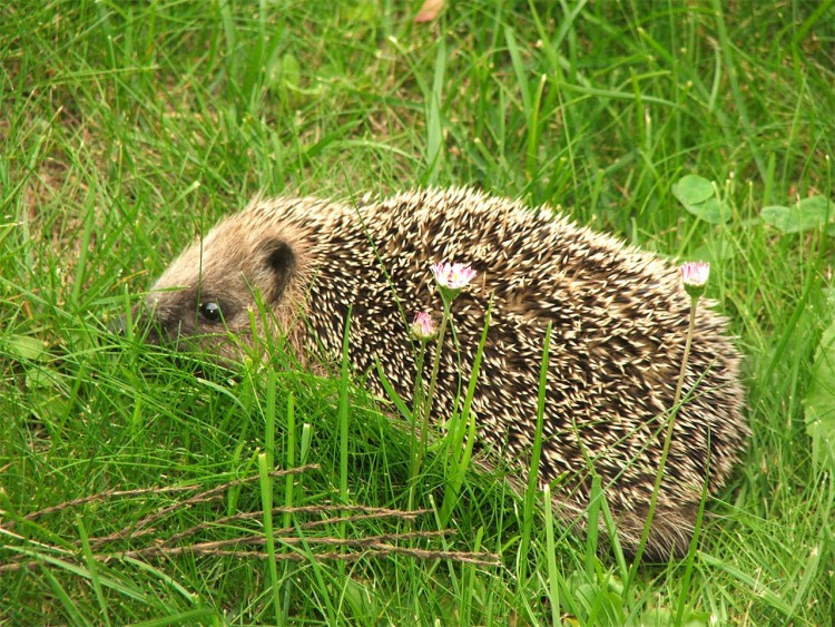 Fonds d'cran Animaux Hrissons hrisson