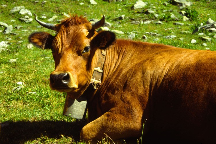 Fonds d'cran Animaux Vaches - Taureaux - Boeufs Vache Tarrine