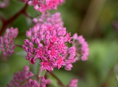 Fonds d'cran Nature fleur des bois